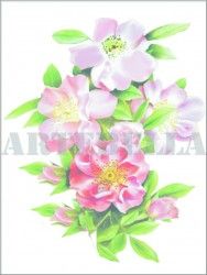 EASY TRANSFER 17X24 1268K ARTEBELLA