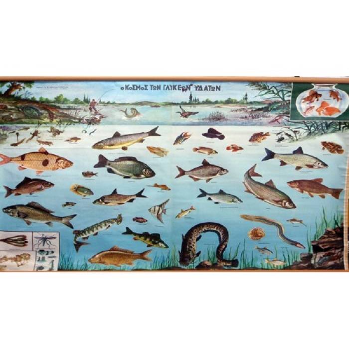 Χάρτης Ψάρια Λιμνών - Ποταμών Πανόδετος 100x140 cm